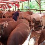 GoWa-MO Sulsel Pertanyakan Sisa Sapi Dari 1000 Ekor Yang Dibagikan Di Kec Bontonompo, Diduga Menjadi Uang