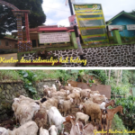 Terungkap Sudah Kasus Dugaan Korupsi Hewan Ternak Di Desa Sidomulyo Kec.Limpung Kab.Batang Terungkap Sudah Kasus Dugaan Korupsi Hewan Ternak Di Desa Sidomulyo Kec.Limpung Kab.Batang