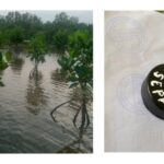 H.S Diduga Memalsukan Stempel Dan Tandatangan Mantan Kades Sapatin Terkait Penanaman Pohon Mangrove 