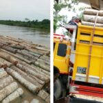 Pengusaha Kayu Jenis SENGON Di Kalteng Diduga Tidak Memiliki Documents Dan Surat Izin Usaha Kayu 