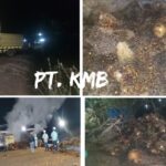Tidak Layak : Buah Sawit Yang Supley Wilson “Diduga Tidak Melalui Gronding Kelayakan Buah Oleh Karyawan PT. KMB