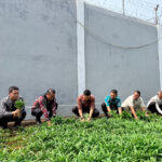 Dukung Ketahanan Pangan, Lapas Narkotika Sungguminasa Panen 50 Kg Kangkung Hasil Pembinaan WBP